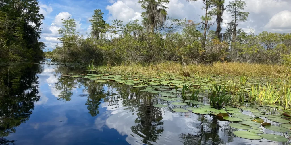 Teen Leads Campaign to Save Georgia Swamp