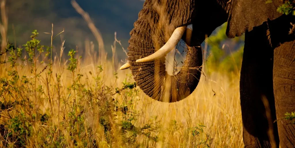 US Extends Wildlife Conservation Fund US Extends Wildlife Conservation Fund