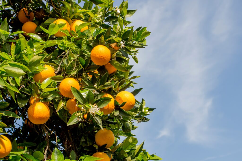 Orange Juice Rewires Genes