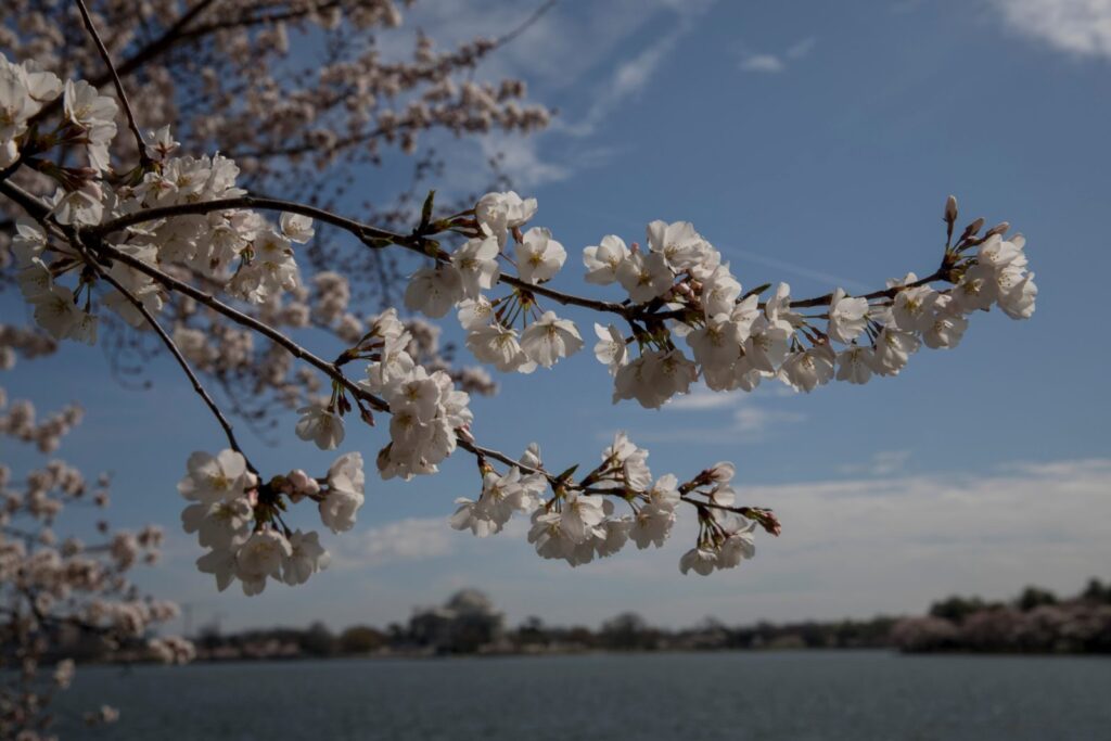 DC spring arts festival draws record crowds today