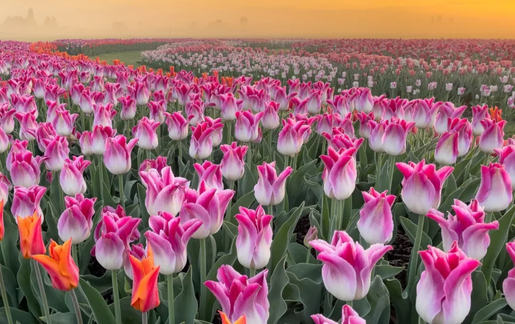 Skagit Valley Tulip Festival draws huge crowds!!WA