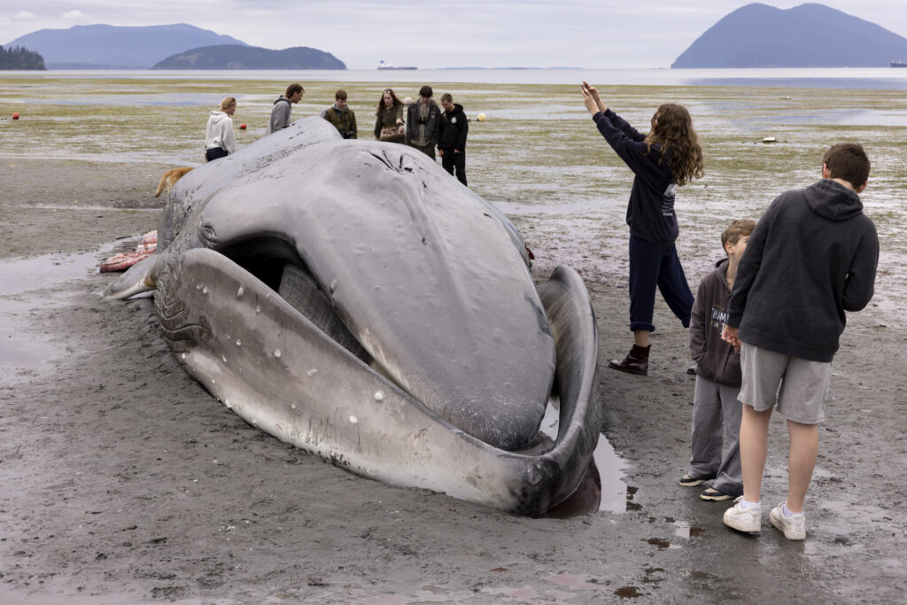 40-Ton Whale Dies on Washington Coast