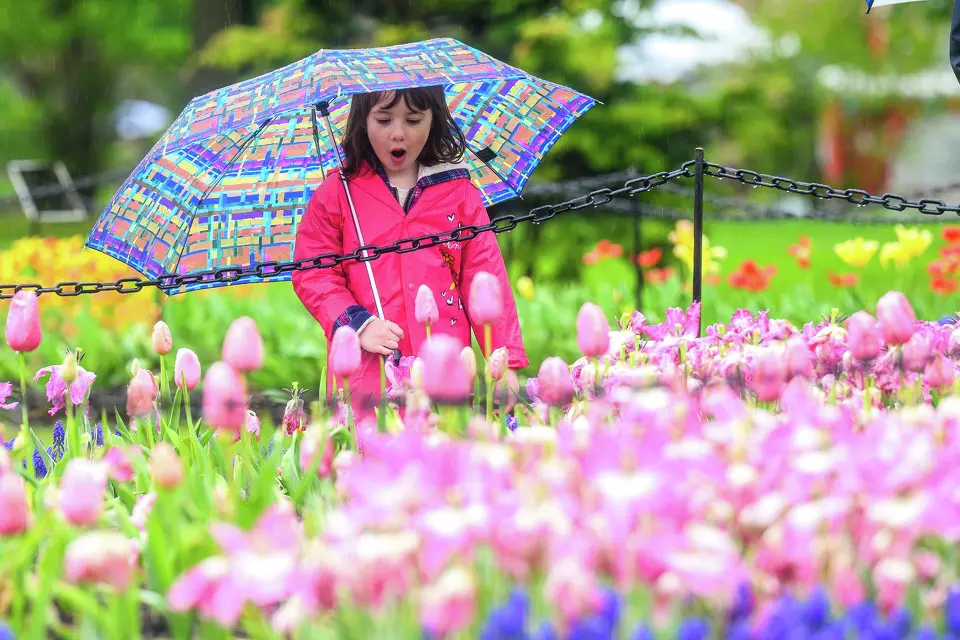 Albany Tulip Festival Draws Crowds in Rain 2026 Albany Tulip Festival Draws Crowds in Rain 2026