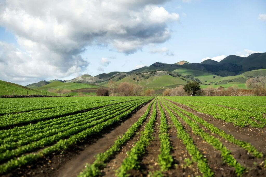 AI Crop Damage Risks Warning After Crop Loss AI Crop Damage Risks Warning After Crop Loss